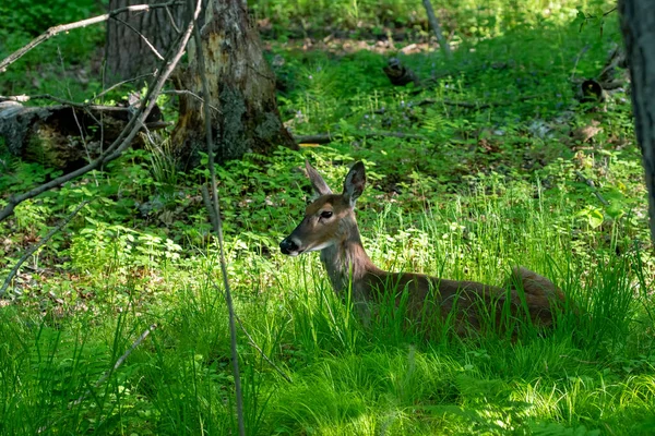 Das Weißschwanzhirsch Die Hirschkuh Wald — Stockfoto