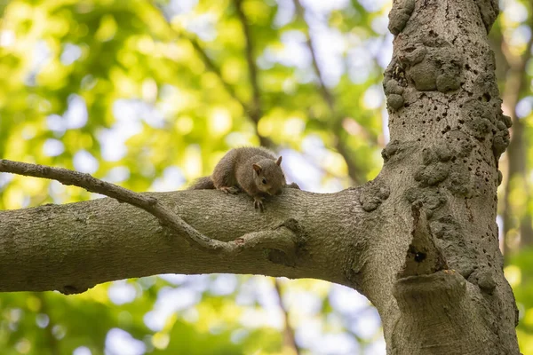 Jeune Écureuil Gris Sciurus Carolinensis Dans Parc — Photo