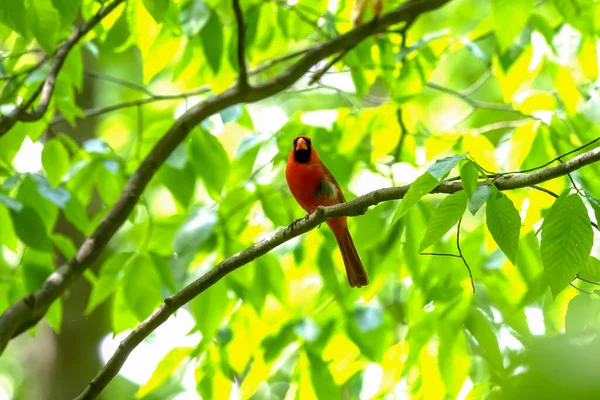 Northern Cardinal Cardinalis Cardinalis Perched Tree Branch — Stock Photo, Image