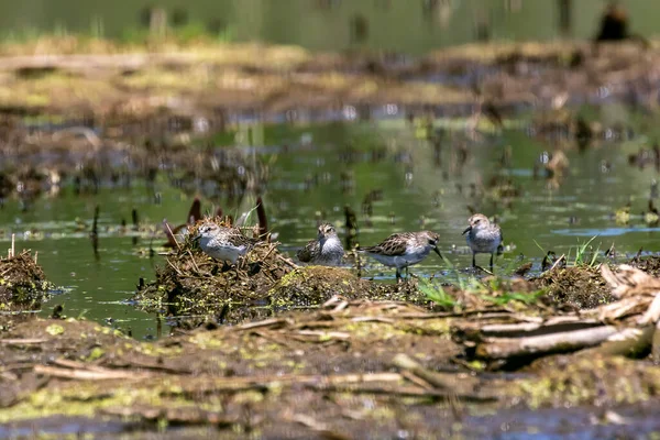 Herde Von Wasserläufer Und Regenpfeifer — Stockfoto