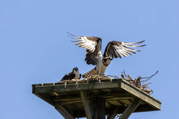 Det Västra Bytet Pandion Haliaetus Häckningen — Stockfoto