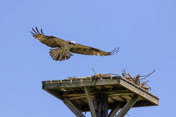 Der Westliche Fischadler Pandion Haliaetus Beim Nestbau — Stockfoto