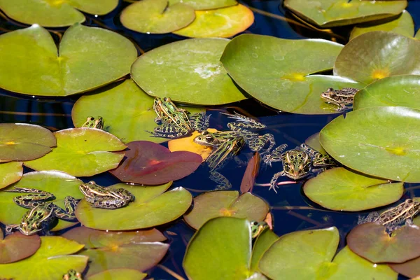 北ヒョウカエルは北米原産の動物です ミネソタ州とバーモント州の両生類です — ストック写真