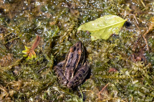 北ヒョウカエルは北米原産の動物です ミネソタ州とバーモント州の両生類です — ストック写真