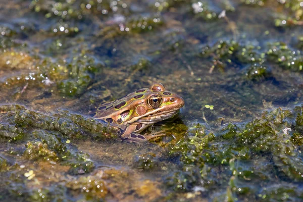 Der Nördliche Leopardenfrosch Ist Nordamerika Beheimatet Ist Die Staatliche Amphibie — Stockfoto