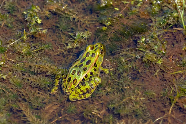 Den Norra Leopardgrodan Ett Inhemskt Nordamerikanskt Djur Det Minnesotas Och — Stockfoto