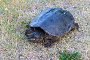 Çayır üzerinde yaygın olarak görülen kapan kaplumbağa (Chelydra serpentina).