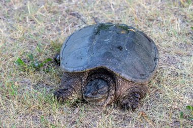 Çayır üzerinde yaygın olarak görülen kapan kaplumbağa (Chelydra serpentina).