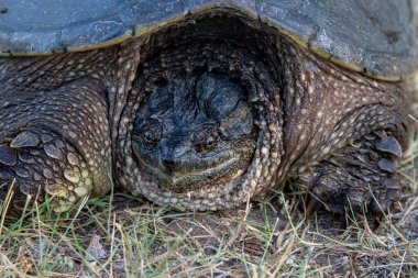 Çayır üzerinde yaygın olarak görülen kapan kaplumbağa (Chelydra serpentina).