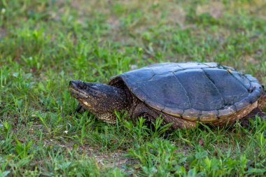 Çayır üzerinde yaygın olarak görülen kapan kaplumbağa (Chelydra serpentina).
