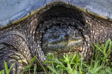 Çayır üzerinde yaygın olarak görülen kapan kaplumbağa (Chelydra serpentina).