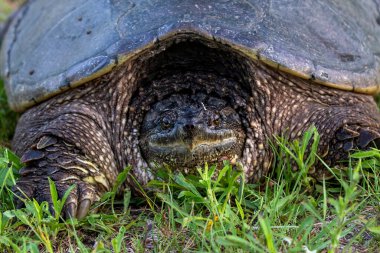 Çayır üzerinde yaygın olarak görülen kapan kaplumbağa (Chelydra serpentina).
