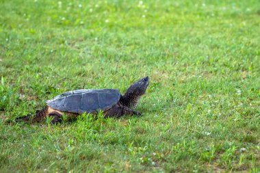 Çayır üzerinde yaygın olarak görülen kapan kaplumbağa (Chelydra serpentina).