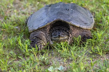 Çayır üzerinde yaygın olarak görülen kapan kaplumbağa (Chelydra serpentina).