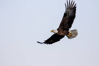 Uçan kel kartal (Haliaeetus leucocephalus). Kuzey Amerika 'da bulunan bir yırtıcı kuş.