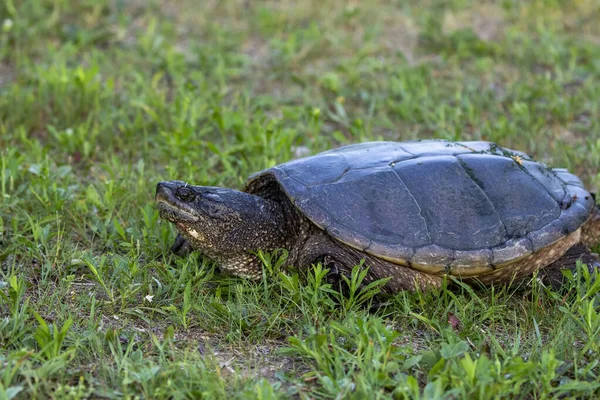 Çayır üzerinde yaygın olarak görülen kapan kaplumbağa (Chelydra serpentina).