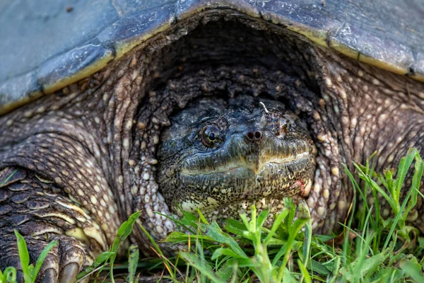 牧草地の一般的なスナップカメ Chelydra Serpentina — ストック写真