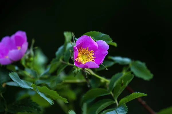 Carolina Rose Dzika Róża Rosa Carolina Lub Blanda — Zdjęcie stockowe