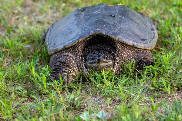The common snapping turtle (Chelydra serpentina) on a meadow.