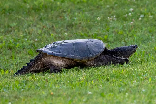 Den Vanliga Snappsköldpaddan Chelydra Serpentina Äng — Stockfoto