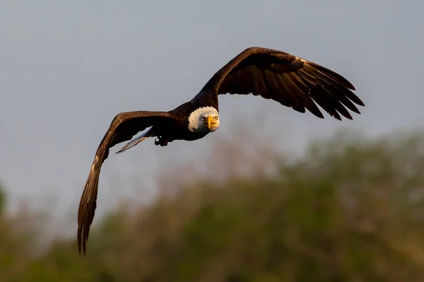 Aquila Calva Haliaeetus Leucocephalus Volo Uccello Rapace Trovato America Del — Foto Stock
