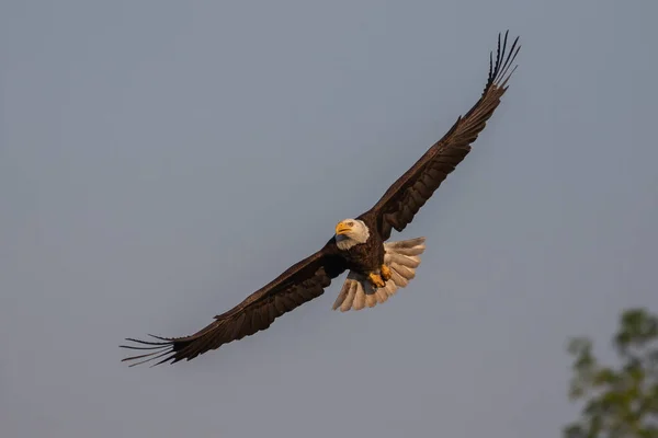 Águila Calva Haliaeetus Leucocephalus Vuelo Ave Presa Que Encuentra América — Foto de Stock