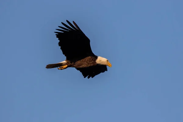 Bald Eagle Haliaeetus Leucocephalus Flight Bird Prey Found North America — Stock Photo, Image