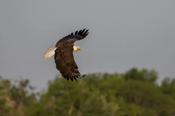 Águia Careca Haliaeetus Leucocephalus Voo Uma Ave Rapina Encontrada América — Fotografia de Stock