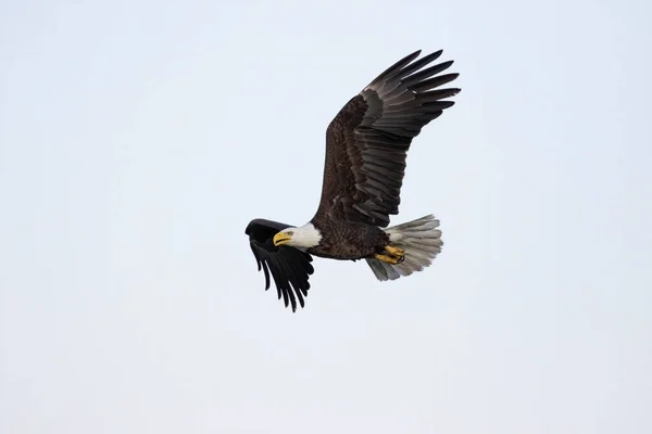 Den Skalliga Örnen Haliaeetus Leucocephalus Flygning Det Rovfågel Som Finns — Stockfoto