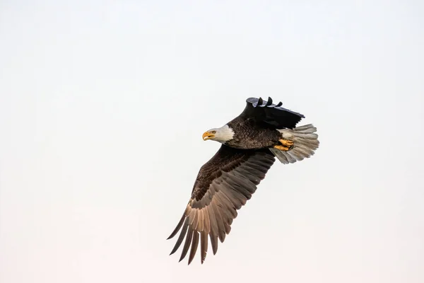 Den Skalliga Örnen Haliaeetus Leucocephalus Flygning Det Rovfågel Som Finns — Stockfoto