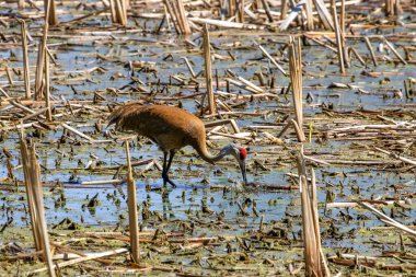 Kum tepesi vinci (Antigone canadensis) 