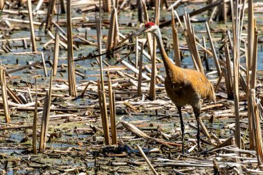 Bataklıktaki kum tepesi vinci (Antigone canadensis)
