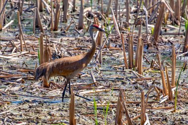 Bataklıktaki kum tepesi vinci (Antigone canadensis)