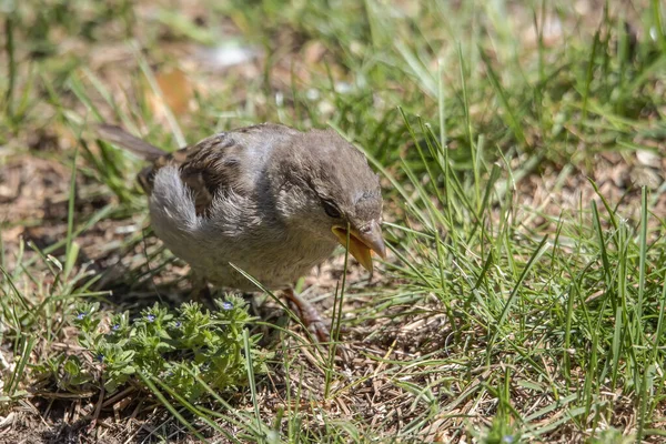 Huset Sparv Ung Fågel Naturpark — Stockfoto