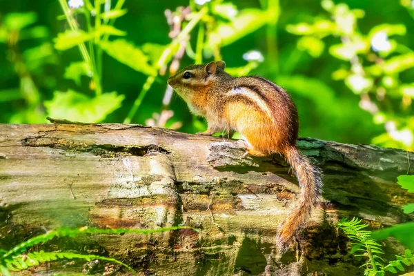 Keleti Mókus Tamias Striatus Parkban — Stock Fotó