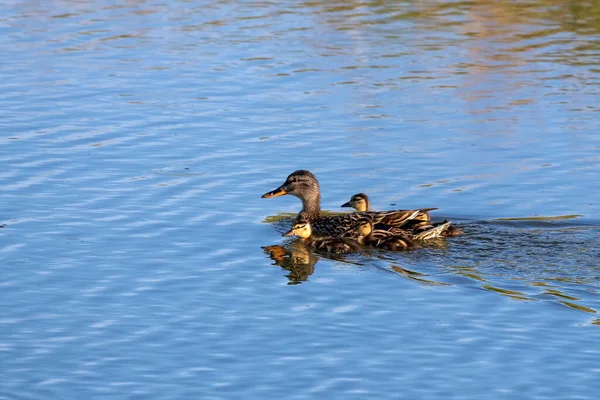 Pato Selvagem Galinha Malard Com Patinhos — Fotografia de Stock