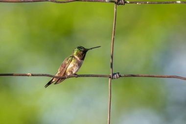 Çitin üzerinde oturan yakut boğazlı sinekkuşu (Archilochus colubris)