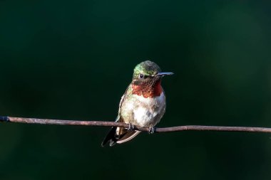 Çitin üzerinde oturan yakut boğazlı sinekkuşu (Archilochus colubris)