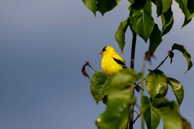 Amerikan ispinozu (Spinus tristis) küçük bir Kuzey Amerika kuşudur. 