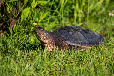 Çayır üzerinde yaygın olarak görülen kapan kaplumbağa (Chelydra serpentina)