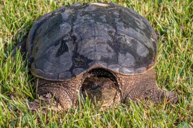 Çayır üzerinde yaygın olarak görülen kapan kaplumbağa (Chelydra serpentina)