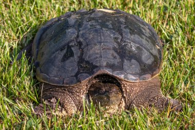 Çayır üzerinde yaygın olarak görülen kapan kaplumbağa (Chelydra serpentina)