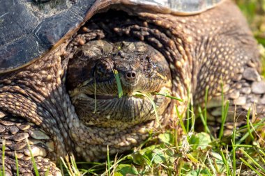 Çayır üzerinde yaygın olarak görülen kapan kaplumbağa (Chelydra serpentina)