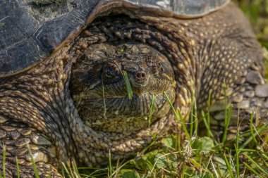 Çayır üzerinde yaygın olarak görülen kapan kaplumbağa (Chelydra serpentina)
