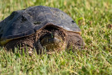 Çayır üzerinde yaygın olarak görülen kapan kaplumbağa (Chelydra serpentina)