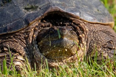 Çayır üzerinde yaygın olarak görülen kapan kaplumbağa (Chelydra serpentina)