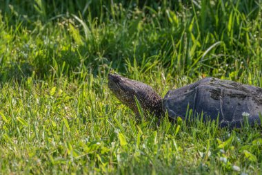 Çayır üzerinde yaygın olarak görülen kapan kaplumbağa (Chelydra serpentina)