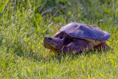 Çayır üzerinde yaygın olarak görülen kapan kaplumbağa (Chelydra serpentina)