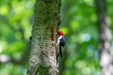 Yuva oyuğu olan ağaçtaki kızıl saçlı ağaçkakan..