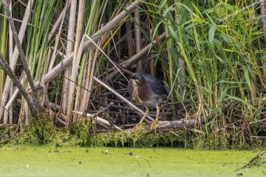 Yeşil balıkçıl (Butorides virescens) ava çıktı